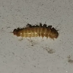 Undertaker Carpet Beetle thumbnail 4