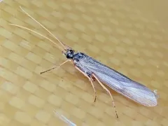 Yellow-horned Hood Caddisfly thumbnail 4