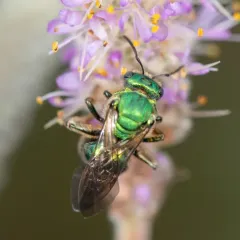 Augochloropsis humeralis thumbnail 4