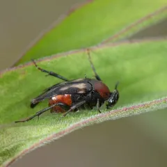 Macrosiagon pectinata thumbnail 2