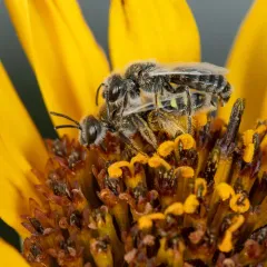White-winged Fairy Bee thumbnail 3