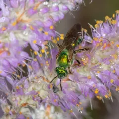 Brown-winged Striped Sweat Bee thumbnail 3