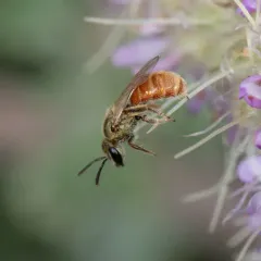 Lasioglossum pictum thumbnail 2