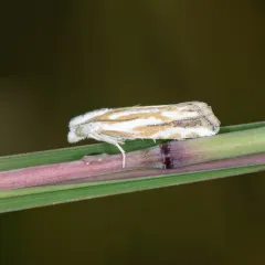 Morrison's Borer Moth thumbnail 3