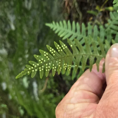 Appalachian rockcap fern