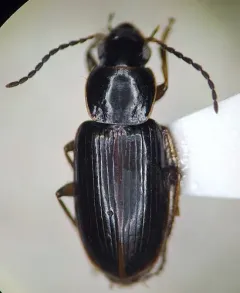 Double-edged Harp Ground Beetle thumbnail 2