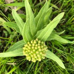 woolly milkweed thumbnail 2