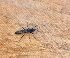 Xeris indecisus thumbnail 3