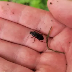 Cyclotrachelus seximpressus thumbnail 4