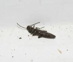 Enchodes sericea thumbnail 4