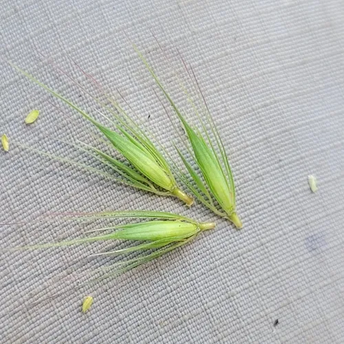 Meadow barley