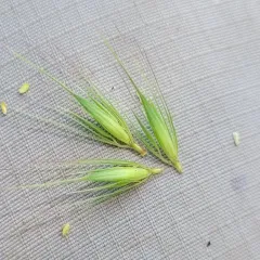 Meadow barley thumbnail 1