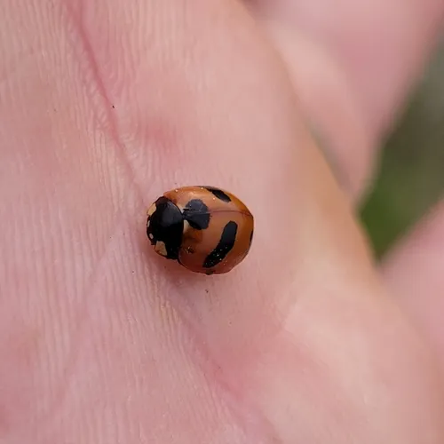 Mountain Lady Beetle