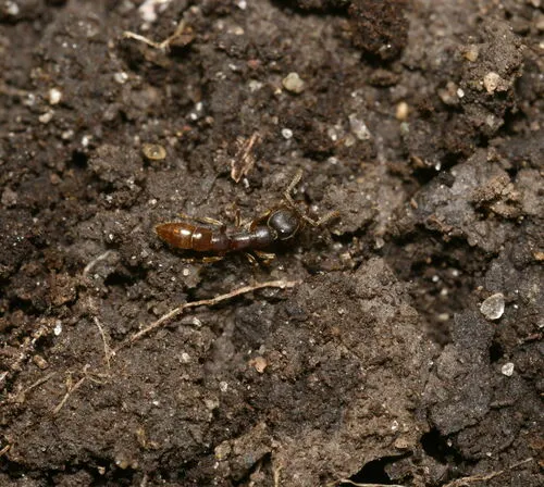 Eastern Dracula Ant