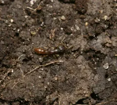 Eastern Dracula Ant thumbnail 1