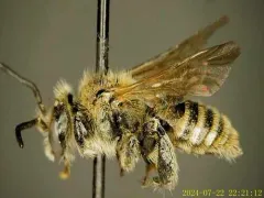 Dufourea trochantera thumbnail 3
