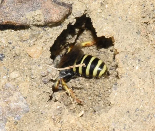 Streaked Miner Bee