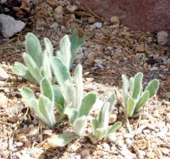 Prickly Hawkweed thumbnail 3