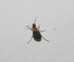 Ringed Harp Ground Beetle thumbnail 3