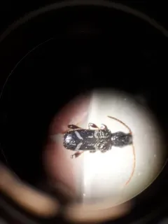 sequoia cone borer thumbnail 2
