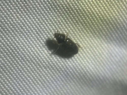 Heterocerus fenestratus
