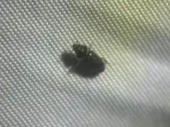 Heterocerus fenestratus thumbnail 1