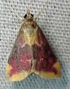 Pyrausta pythialis thumbnail 3