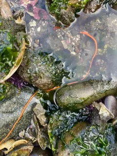 Red Ribbon Worm thumbnail 3