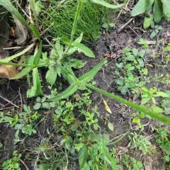 Night-flowering Catchfly thumbnail 3