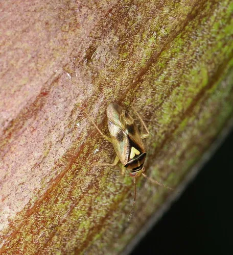 Carrot Plant Bug