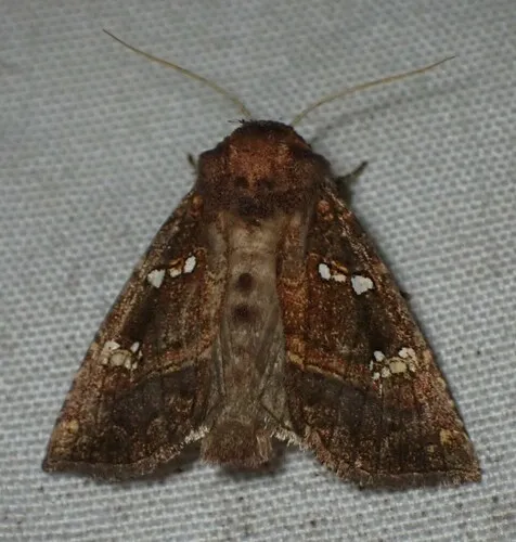 Angelica Borer Moth