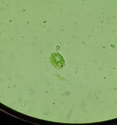 Phacus acuminatus thumbnail 4