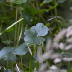 floating marsh pennywort thumbnail 3