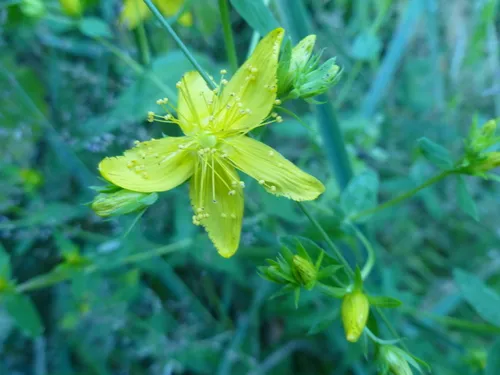 Western St. John's Wort