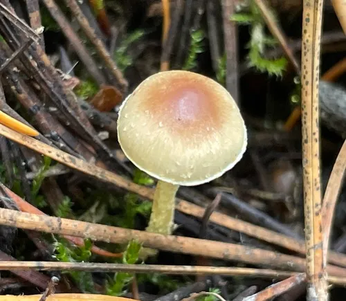 Pholiota pulchella