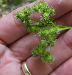 large-fruited sanicle thumbnail 3