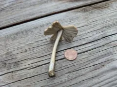 Pseudosperma umbrinellum thumbnail 2