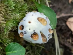 Hydnellum ferrugipes thumbnail 2