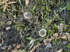 Hydropus praedecurrens thumbnail 4