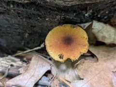 Phaeomarasmius proximans thumbnail 4