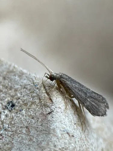 Cyrnellus fraternus