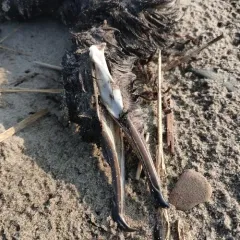 Sooty Shearwater thumbnail 4