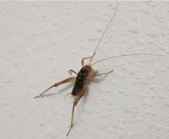 Pale Camel Cricket thumbnail 1