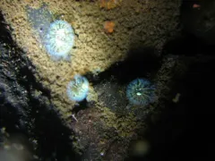 Cristatella mucedo thumbnail 1