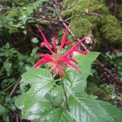 Scarlet Beebalm thumbnail 3