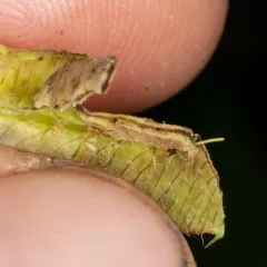 Taphrina faulliana thumbnail 2