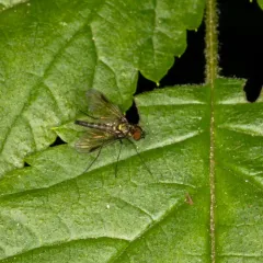 Chrysopilus tomentosus thumbnail 2