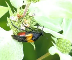 Macrosiagon flavipennis thumbnail 2
