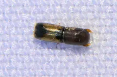 Yellow-vested Timber Beetle thumbnail 2