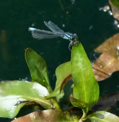 Swift Forktail thumbnail 4